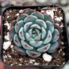 Echeveria Minima Live Succulent Plant – 2 inch or 4 inch Pot – Small Indoor Succulent - Image 1