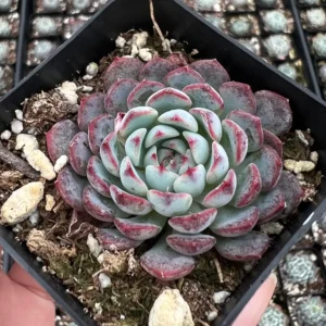 Echeveria Minima Live Succulent Plant – 2 inch or 4 inch Pot – Small Indoor Succulent - Image 3