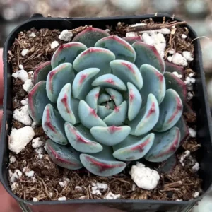 Echeveria Minima Live Succulent Plant – 2 inch or 4 inch Pot – Small Indoor Succulent - Image 1