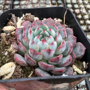 Echeveria Minima Live Succulent Plant – 2 inch or 4 inch Pot – Small Indoor Succulent - Image 4