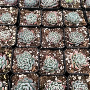 Echeveria Minima Live Succulent Plant – 2 inch or 4 inch Pot – Small Indoor Succulent - Image 5