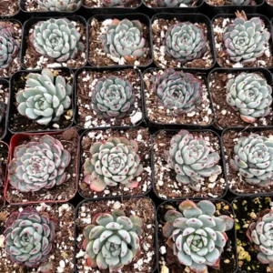 Echeveria Minima Live Succulent Plant – 2 inch or 4 inch Pot – Small Indoor Succulent - Image 6