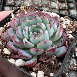 Echeveria Minima Live Succulent Plant – 2 inch or 4 inch Pot – Small Indoor Succulent - Image 7