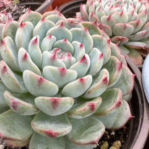 Echeveria Minima Live Succulent Plant – 2 inch or 4 inch Pot – Small Indoor Succulent - Image 9