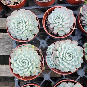 Echeveria Minima Live Succulent Plant - 2in & 4in Pot Sizes - Indoor/Outdoor - Image 3