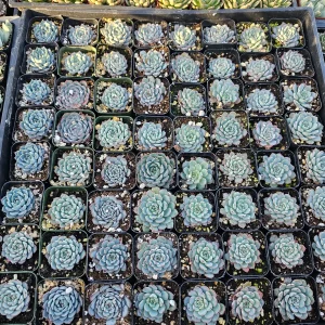 Echeveria Minima Live Succulent Plant - 2in & 4in Pot Sizes - Indoor/Outdoor - Image 4