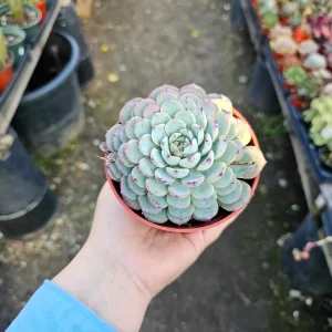 Echeveria Minima Live Succulent Plant - 2in & 4in Pot Sizes - Indoor/Outdoor - Image 5