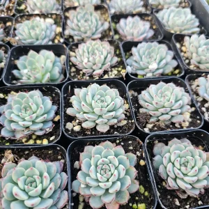 Echeveria Minima Live Succulent Plant - 2in & 4in Pot Sizes - Indoor/Outdoor - Image 7