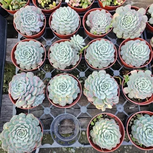Echeveria Minima Live Succulent Plant - 2in & 4in Pot Sizes - Indoor/Outdoor - Image 8