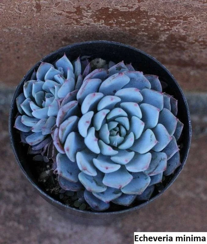 Echeveria Minima Seeds – 20 Pack – Miniature Succulent Seeds – Indoor & Outdoor - Image 3