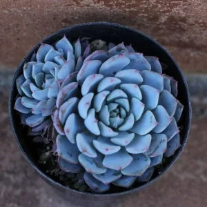 Echeveria Minima Seeds – 20 Pack – Miniature Succulent Seeds – Indoor & Outdoor - Image 5