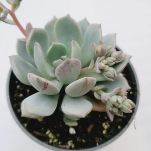 Echeveria 'Moonglow' Succulent Plant - Live Crassulaceae Houseplant for Indoors - Image 3