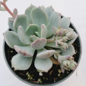 Echeveria 'Moonglow' Succulent Plant - Live Crassulaceae Houseplant for Indoors - Image 4