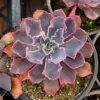Echeveria Neon Breaker Live Plant – 4 inch Pot – Pink Curly Leaves – Indoor Succulent - Image 1