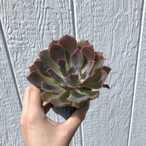 Echeveria 'Neon Breakers' Succulent Live Plant – 2.5 inch Potted - Image 1