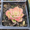 Echeveria Noble Live Succulent Plant - Drought Tolerant Houseplant - Image 1