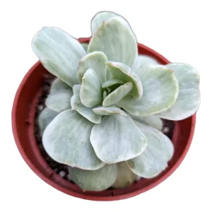Echeveria Peach Pride Variegata Succulent Live Plant - Easy Care - Image 1