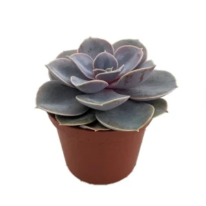 Echeveria Perle Von Nurnberg Succulent Live Plant – 2.5