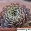 Echeveria Pinwheel Succulent Seeds - 20 Pack: Grow Exotic Indoor & Outdoor Plants - Image 1