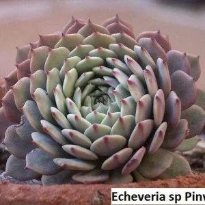 Echeveria Pinwheel Succulent Seeds - 20 Pack: Grow Exotic Indoor & Outdoor Plants - Image 6