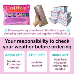 Echeveria pulvinata 'Ruby Slippers' Succulent Live Plant – 2 Inch Pot - Image 2