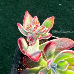 Echeveria pulvinata 'Ruby Slippers' Succulent Live Plant – 2 Inch Pot - Image 3