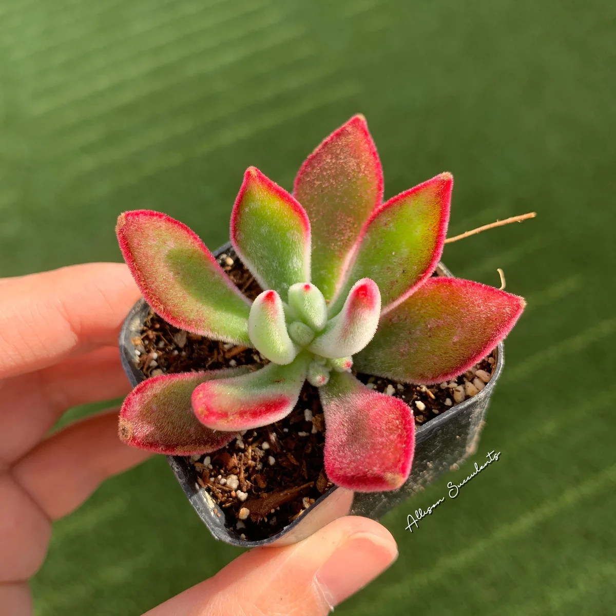 Echeveria pulvinata 'Ruby Slippers' Succulent Live Plant – 2 Inch Pot - Image 5