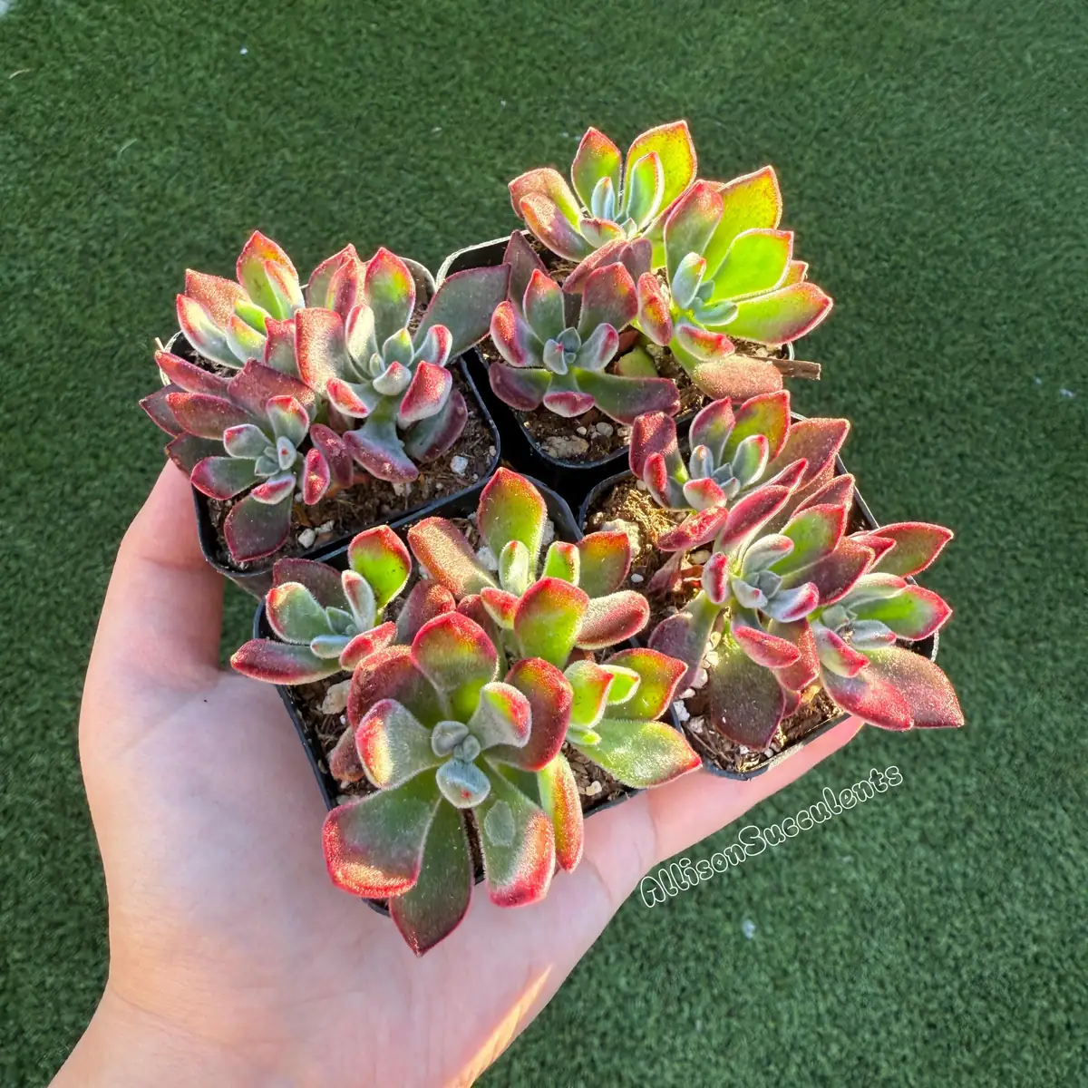 Echeveria pulvinata 'Ruby Slippers' Succulent Live Plant – 2 Inch Pot - Image 6