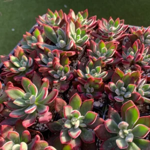 Echeveria pulvinata 'Ruby Slippers' Succulent Live Plant – 2 Inch Pot - Image 7