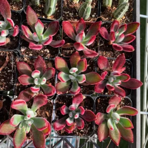 Echeveria pulvinata 'Ruby Slippers' Succulent Live Plant – 2 Inch Pot - Image 8