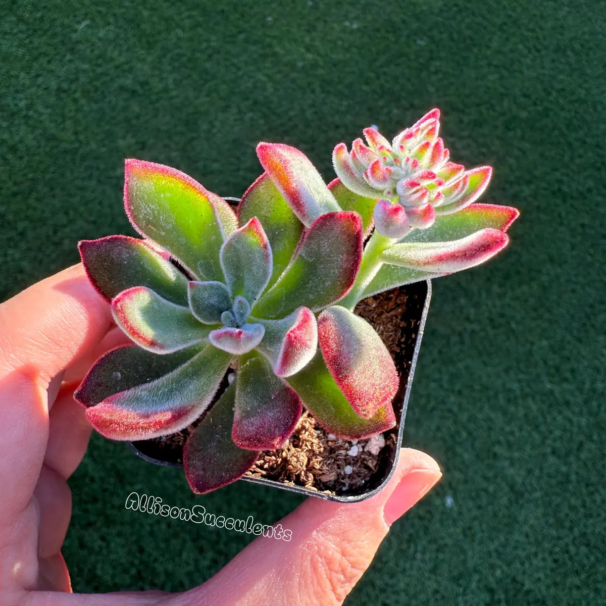 Echeveria pulvinata 'Ruby Slippers' Succulent Live Plant – 2 Inch Pot - Image 9
