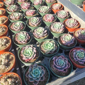 Echeveria Rain Drop Live Plant - Unique Succulent in 4 Inch Pot - Image 2