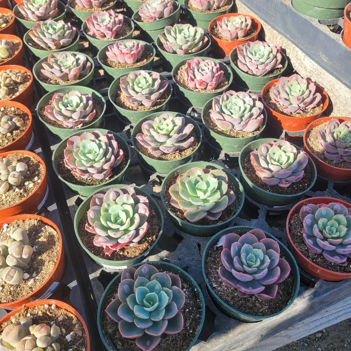 Echeveria Rain Drop Live Plant - Unique Succulent in 4 Inch Pot - Image 2