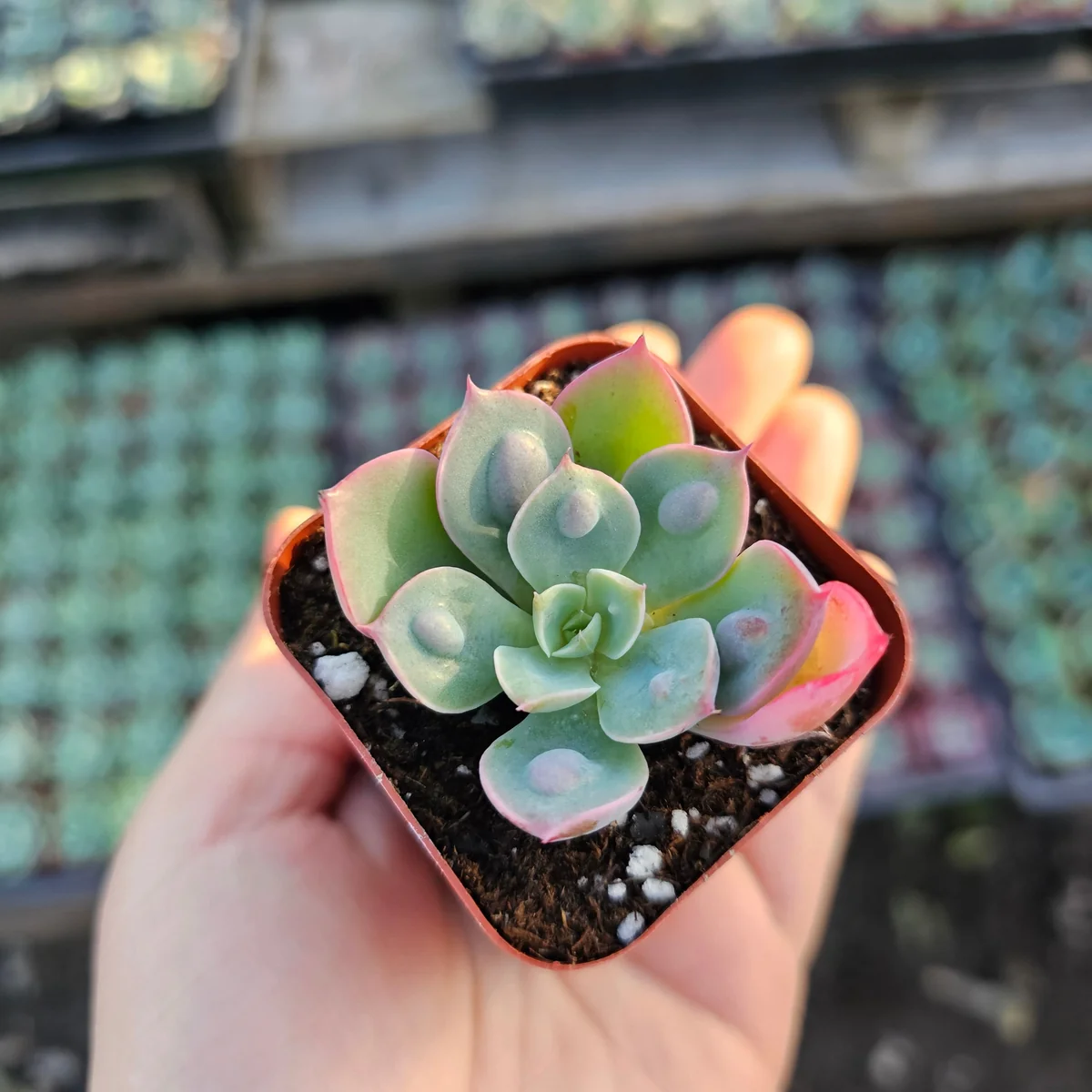 Echeveria Rain Drop Live Plant - Unique Succulent in 4 Inch Pot - Image 5