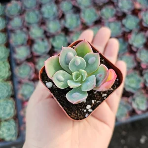 Echeveria Rain Drop Live Plant - Unique Succulent in 4 Inch Pot - Image 6