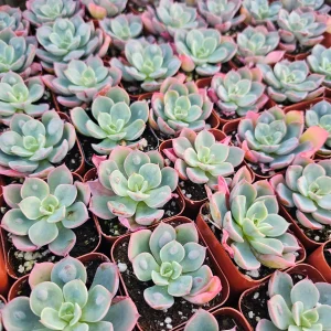 Echeveria Rain Drop Live Plant - Unique Succulent in 4 Inch Pot - Image 7
