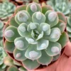 Echeveria Raindrops Live Succulent Plant - Rare Pearl-Like Droplets, Rooted, 2-6 inch Pot, Indoor/Outdoor - Image 1