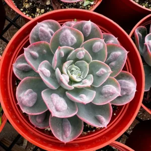 Echeveria Raindrops Live Succulent Plant - Rare Pearl-Like Droplets, Rooted, 2-6 inch Pot, Indoor/Outdoor - Image 3