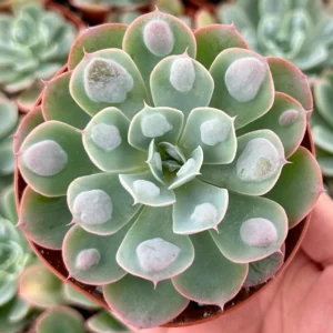 Echeveria Raindrops Live Succulent Plant - Rare Pearl-Like Droplets, Rooted, 2-6 inch Pot, Indoor/Outdoor - Image 1