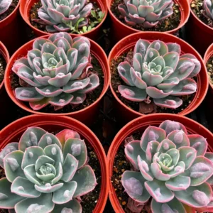Echeveria Raindrops Live Succulent Plant - Rare Pearl-Like Droplets, Rooted, 2-6 inch Pot, Indoor/Outdoor - Image 4