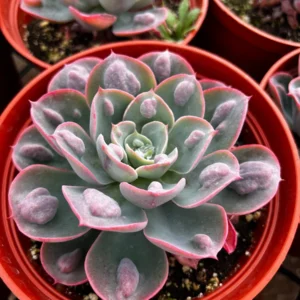 Echeveria Raindrops Live Succulent Plant - Rare Pearl-Like Droplets, Rooted, 2-6 inch Pot, Indoor/Outdoor - Image 5