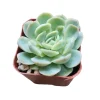 Echeveria 'Raspberry Ice' Succulent Live Plant - Drought Tolerant Indoor/Outdoor - Image 1