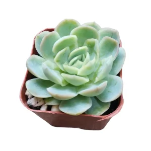 Echeveria 'Raspberry Ice' Succulent Live Plant - Drought Tolerant Indoor/Outdoor - Image 1