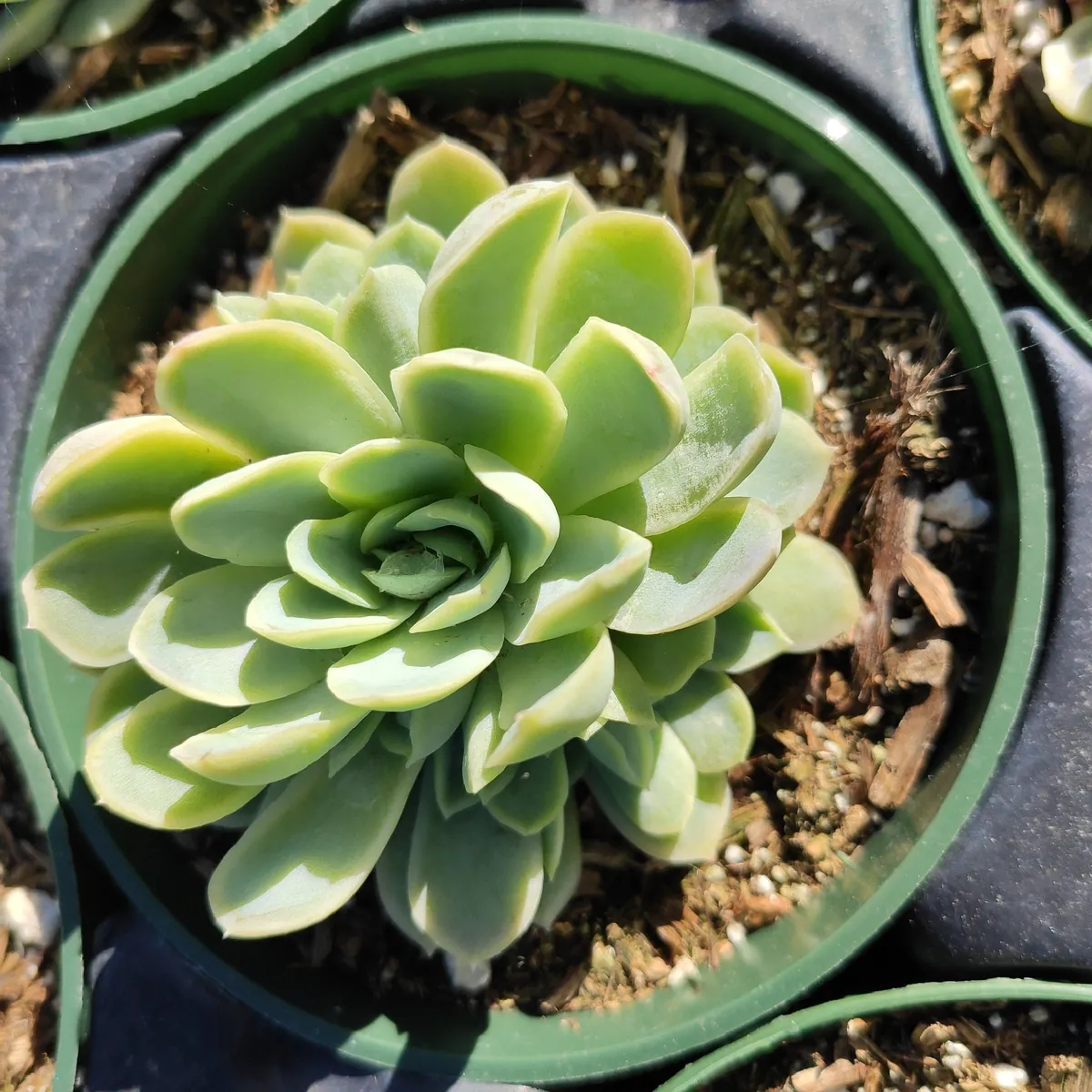 Echeveria 'Raspberry Ice' Succulent Live Plant - Drought Tolerant Indoor/Outdoor - Image 4