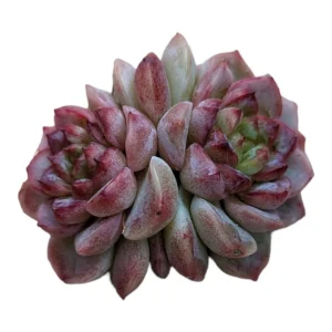 Echeveria Red Velvet Succulent Live Plant – Drought Tolerant Indoor - Image 6