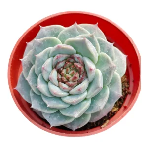 Echeveria Red Velvet Succulent Live Plant – Drought Tolerant Indoor - Image 7