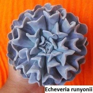 Echeveria Runyonii Seeds - 20 Pack Succulent Seeds - Flowering Indoor/Outdoor - Image 2