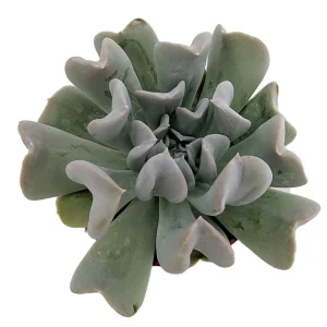 Echeveria Runyonii Succulent Live Plant – 2.5 inch Pot – Indoor/Outdoor - Image 1