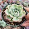 Echeveria Salmon Succulent Live Plant - Easy Care Indoor Succulent - Image 1