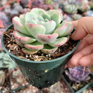 Echeveria Salmon Succulent Live Plant - Easy Care Indoor Succulent - Image 2